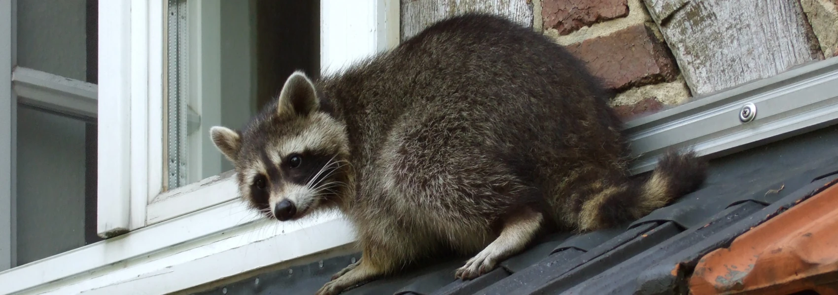 A raccoon crouches on a tiled roof near an open window, and looks back down at the photographer.