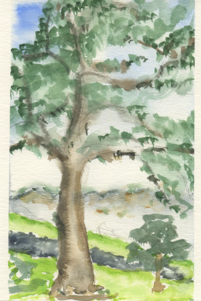 A watercolor sketch of a pine tree