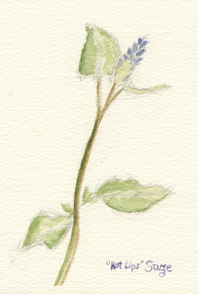 A watercolor painting of a single branch of sage with the flower barely open