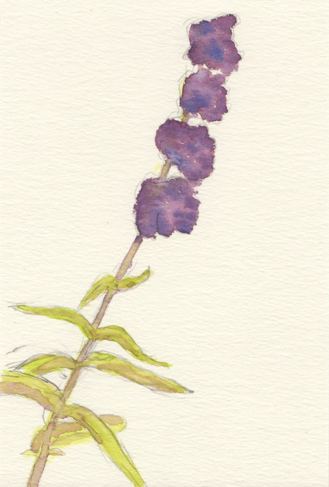 A watercolor painting of a single purple watercolor flower