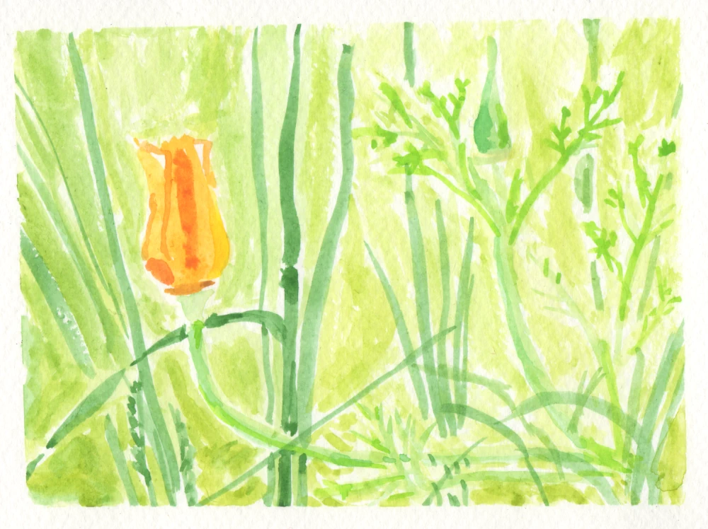 Watercolor painting of a mostly closed California poppy against a field of grass