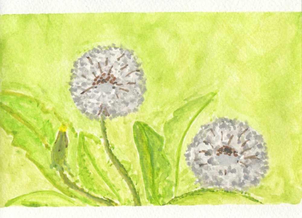 Watercolor painting of a dandelion gone to seed, with two full dandelion seed spheres
