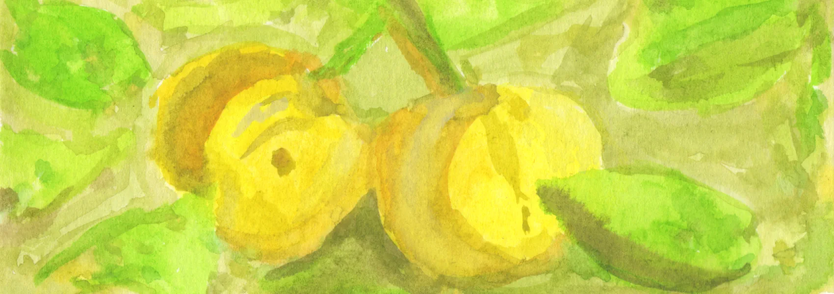 Watercolor painting of two lemons. Own work, 2024.