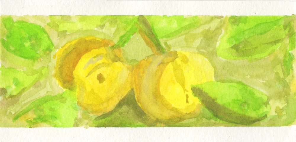 Watercolor painting of two lemons