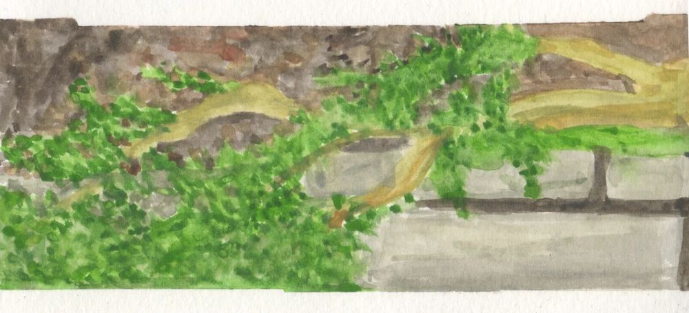 Watercolor painting of a rosemary bush against a gray wall