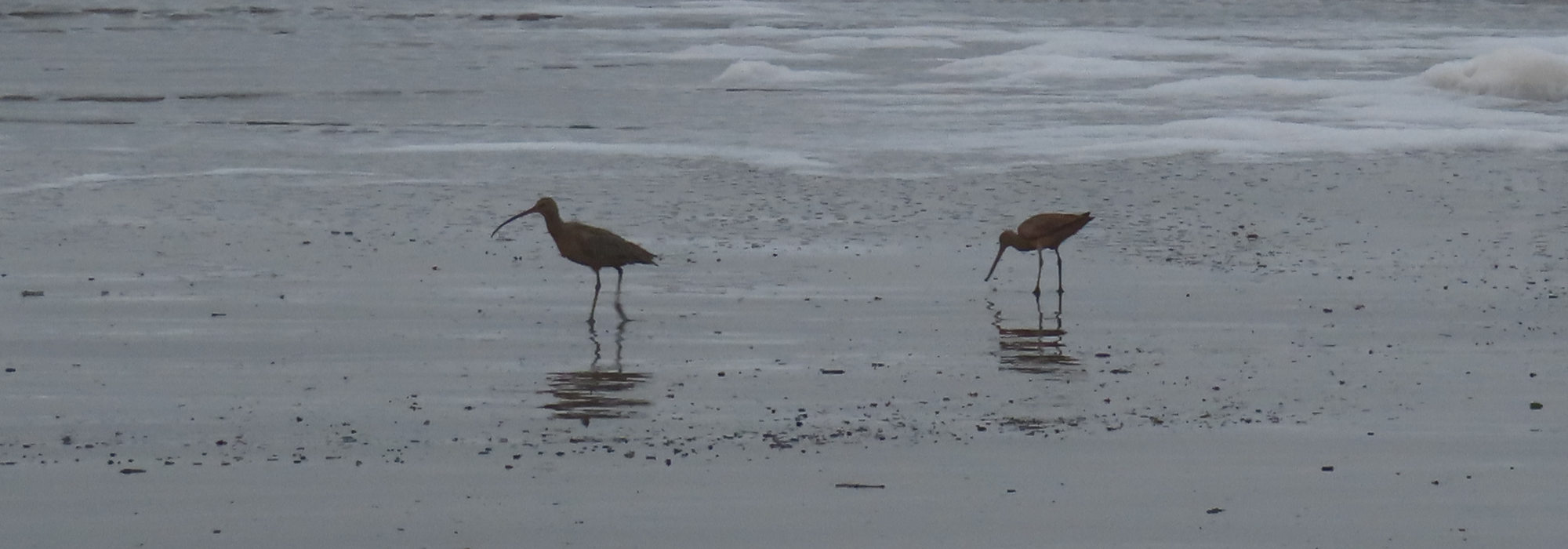 Two wading birds in silhouette on the beach. The one on the left has a down-curling bill and is probably a Whimbrel but might be a Long-billed Curlew.