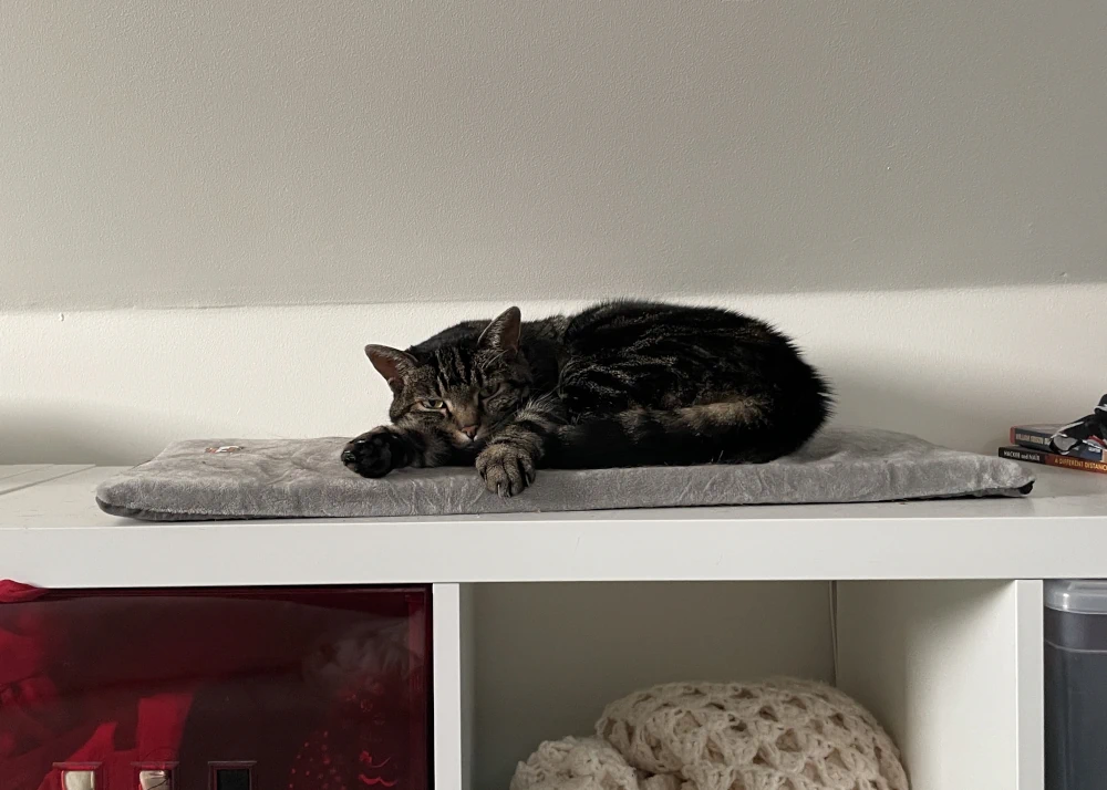 A tabby cat lies on a gray warming pad on top of a shelf. She's looking at the camera and one of her paws stretches towards the viwer