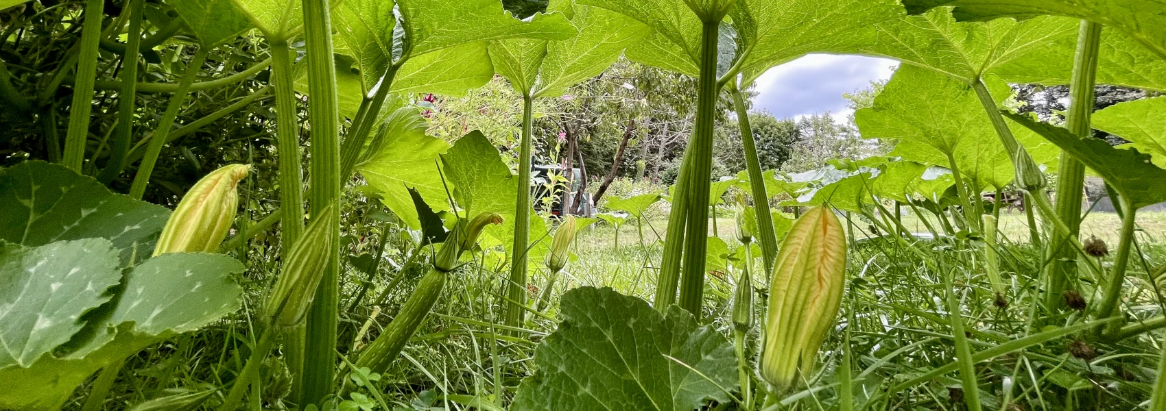 Photo of a zucchni vine with yellow blossoms, taken close up and underneath so that the spreading leaves seem to form a canopy of a great forest.